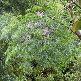 雨の日とセンダンの花との画像