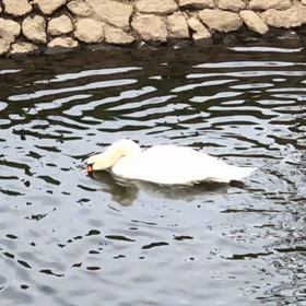 白鳥の沐浴です。の画像