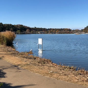 川鵜とコサギの熾烈な戦いの画像