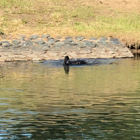 黒鳥の行水の画像