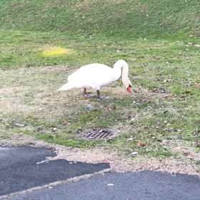 白鳥の昼メシの画像