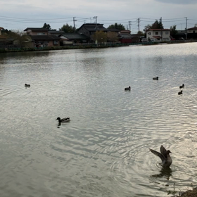 今日は風が冷たくて、いつもの散歩が早歩きになった…の画像