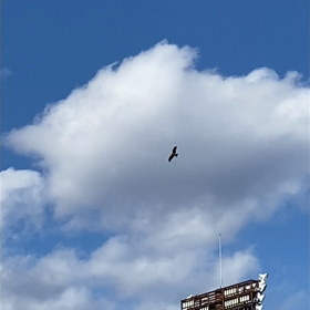 飛び回る鳶の画像