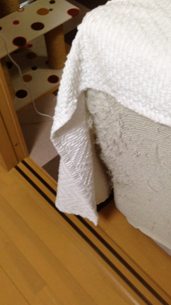里親募集中、チワワのアグネスちゃん☆の記事動画