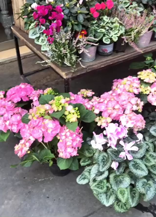 パリのお洒落なお花屋さん巡り✨✨の記事動画