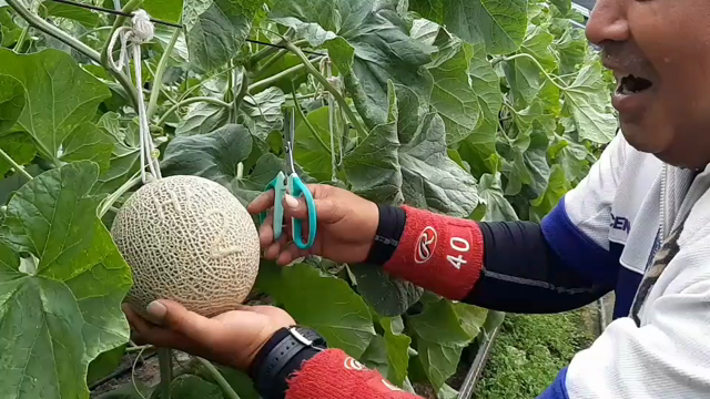 岡山から届きました。の記事動画