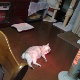 よっこらっ！ ゴロン！の画像