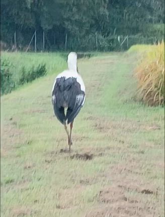 エビまきつり.  エビならぬコウノトリに❣️。の記事動画