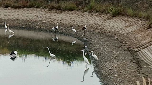 エビまきつり. 祭り済んでも池ではコウノトリだらけ❣️。の記事動画