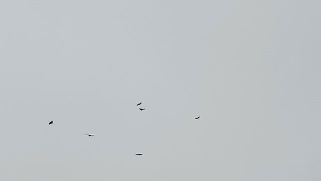 エビまきつり. 祭り済んでも池ではコウノトリだらけ❣️。の記事動画