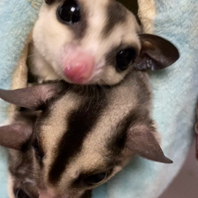 フクロモモンガ飼育日記の画像