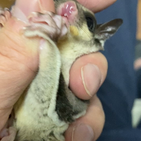 フクロモモンガ飼育日記の画像