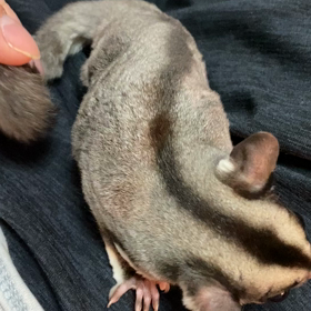 フクロモモンガ飼育日記の画像