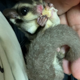 フクロモモンガ飼育日記の画像