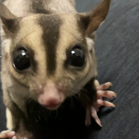 フクロモモンガ飼育日記の画像