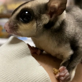 フクロモモンガ飼育日記の画像