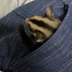 フクロモモンガ飼育日記の画像