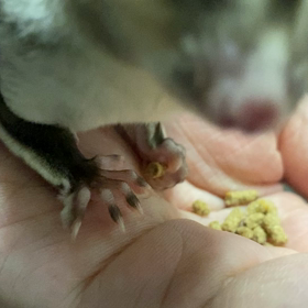 フクロモモンガ飼育日記の画像