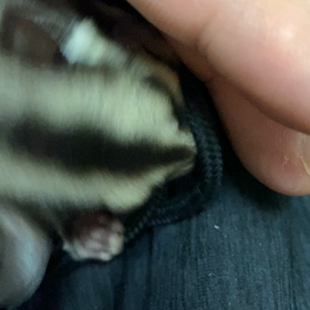 フクロモモンガ飼育日記の画像