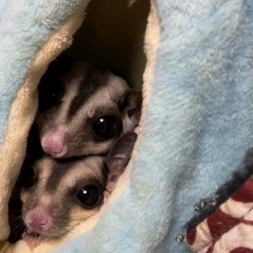 フクロモモンガ飼育日記の画像