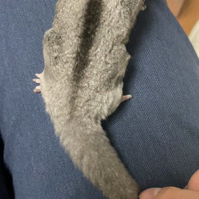 フクロモモンガ飼育日記の画像