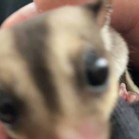 フクロモモンガ飼育日記の画像
