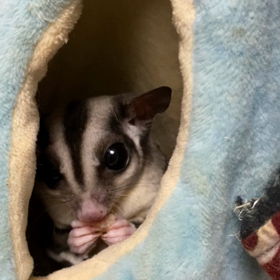 フクロモモンガ飼育日記の画像