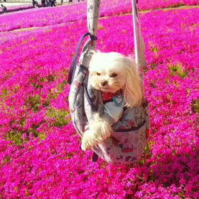 令和へゆくの画像