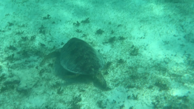 【リゾバ】波照間島で働こう！［2019年4月 その5]の記事動画