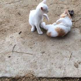 ご指名です⁽⁽꜀(:3꜂ ꜆)꜄⁾⁾の画像