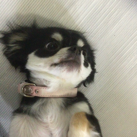最近の画像
