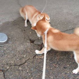 感謝の画像