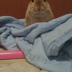 晴れたの画像