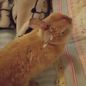 7歳ですの画像