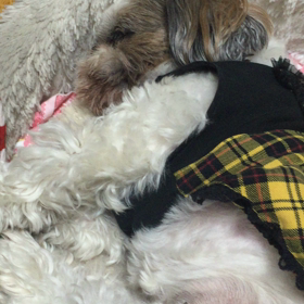 ☆可愛い寝息　♪の画像