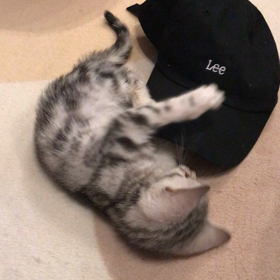 アメが...の画像