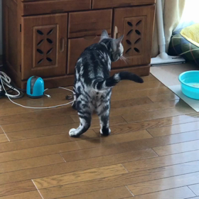 ミロ 興奮 ‼︎の画像
