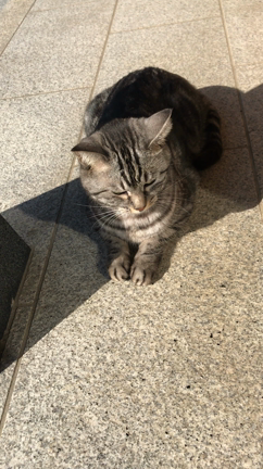 最近のウリ&とらお(=^x^=)の記事動画