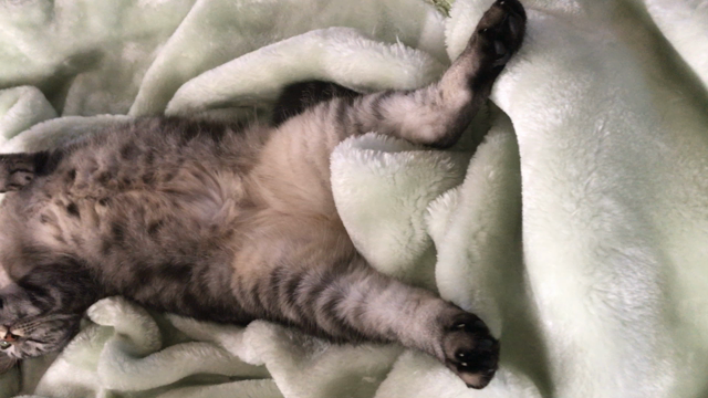 最近のウリ〜(=^x^=)の記事動画