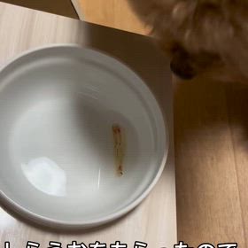 なんでも食べる子の画像