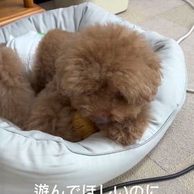 ガルつく犬の画像