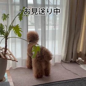 いってらっしゃーいの画像