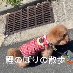 鯉のぼり散歩　　の画像