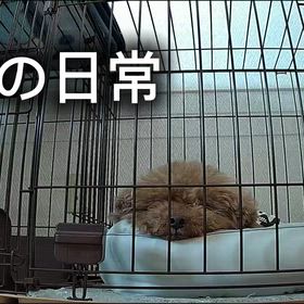 空悟の知られざる日常の画像