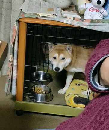 新年始まるの記事動画