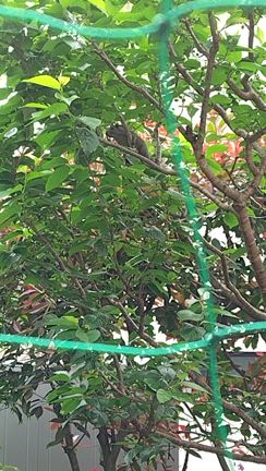 リスの鳴き声とサクランボの記事動画