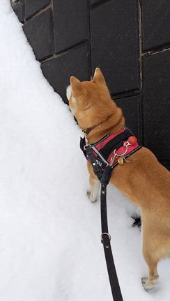 雪靴崩壊！の記事動画