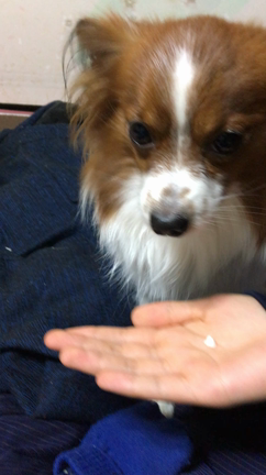 【ペット】薬を飲んだふりする犬の記事動画