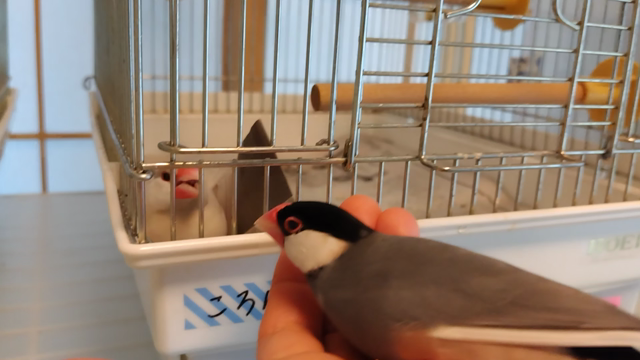 こっわいころんくんの記事動画