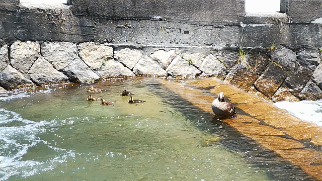 鴨の親子の記事動画
